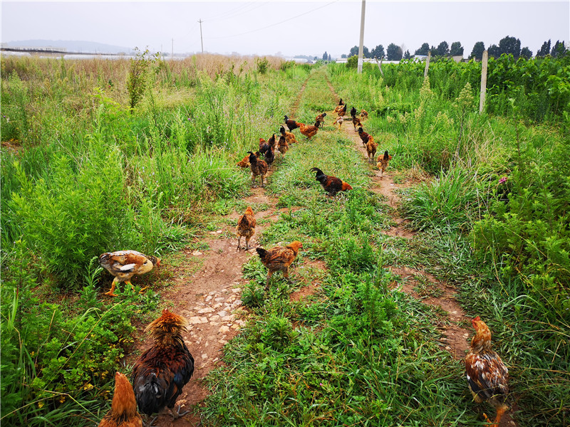 曲靖林林农业在沾益农场建设真正的生态土鸡散养基地(图1)